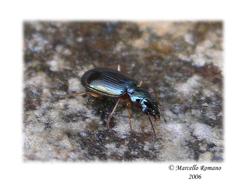 Ancora un piccolissimo Carabidae da Segesta (TP)